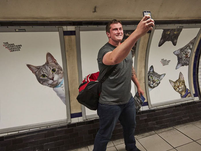 Новость - События - Коты захватили лондонское метро