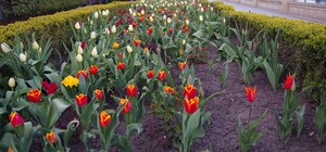 Весна на 16 станции Фонтана: cмотри, как это красиво