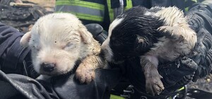 Около стройплощадки запорожских мостов произошел пожар: от гибели спасли щенков