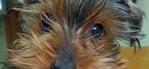 Оказался ненужным: в Запорожье принесли на усыпления породистого щенка