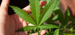 Но только по рецепту: медицинский каннабис узаконят до нового года
