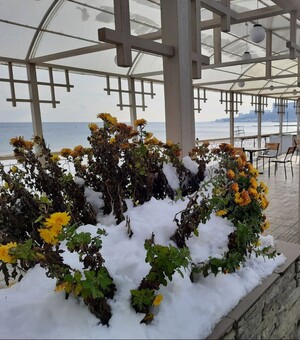 Заснеженные пляжи, цветы и лютый мороз: как выглядит Одесса в январе 2021 года