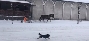 Не розгубився: відео з бродівським комунальником стало вірусним