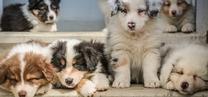 В тюрьму не сел: в Киеве вынесли приговор мужчине, который убил троих щенков