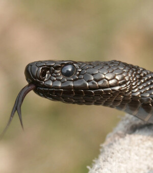 В Запорожской области начался змеиный сезон: как помочь при укусе