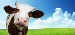 Пожалеем коров: на 3D-принтере создали мраморную говядину вагю