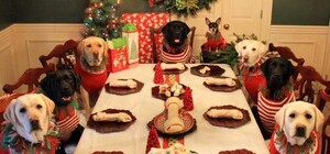 В Днепре проведут вечеринку для собак