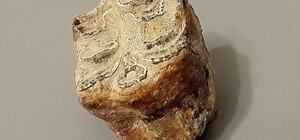 На Куяльнике обнаружили останки вымерших животных