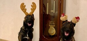 Собаки-таможенники поздравили одесситов с Новым годом