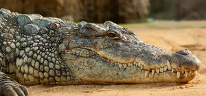 В Запорожье продают свежемороженого крокодила