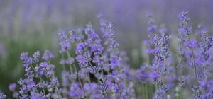 В Одесской области зацвело лавандовое поле