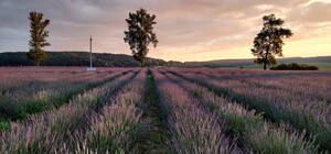 Неподалік Львова розквітло найбільше лавандове поле на заході України