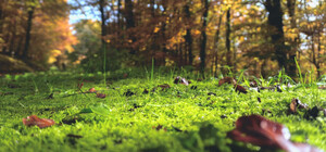 Бабье лето 2022 в Украине: когда будет и что говорят синоптики