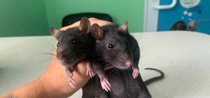 Щури у Львові: чому їх так багато та як позбутися гризунів 