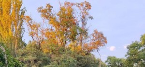 Октябрьская прохлада: какая погода будет в Одессе на следующей неделе