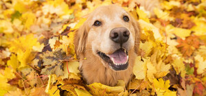 Какая погода будет в Днепре в ноябре