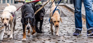 Домівка врятованих тварин запрошує небайдужих львів'ян долучитися до вигулу собак парком