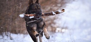 В Киеве владельцев собак приглашают на бесплатный мастер-класс по дрессуре