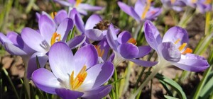 В одесском ботсаду началось цветение