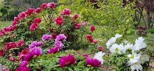 Цветение в Одесском ботсаду: смотри, как это красиво