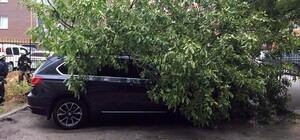 Из-за шквального ветра в Запорожье деревья повредили более 10 автомобилей