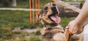 Після скандалу на посаду директора ЛКП 