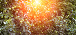 Яблочный спас 2023: традиции и запреты