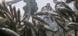 В Одесской области запретят ловить рыбу в зимовальных ямах