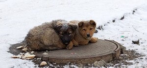 Львів’ян закликають допомогти врятувати котів і собак від морозів: як це зробити