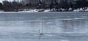 В Днепре спасли лебедя: птица замерзла в кризисе