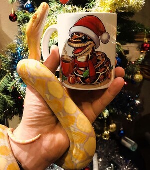 Кофейня с рептилиями и 