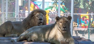 В Одессе три дня подряд будет бесплатный вход в зоопарк: при каком условии