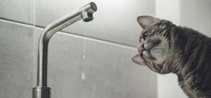 Загрязнение Десны может повлиять на качество воды в столице: безопасна ли вода из-под крана и стоит ли делать запасы киевлянам