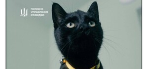 С острова Змеиный эвакуировали котов