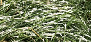 В Одессе выпал первый снег