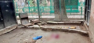 Зоозащитники требуют расследования убийства леопарда в одесском зоопарке