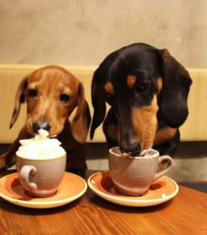 Pet-friendly заведения в столице: куда пойти со своим любимцем