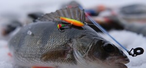 С 1 апреля на Киевщине стартует нерестовый запрет: что нужно знать рыбакам