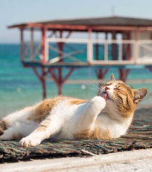 Фестиваль на киностудии и концерт группы 