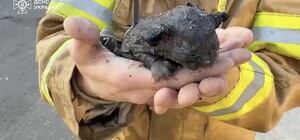 Назвали Фениксом: харьковские ГСЧС-ники спасли из огня котенка на месте утреннего обстрела