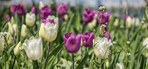В парках Днепра расцвели 58 тысяч тюльпанов – подарок от Нидерландов