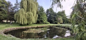 Болотяні іриси і латаття: водяні квіти зацвіли у парку «Боднарівка» у Львові