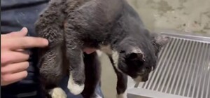 В Харькове спасатели достали котенка из-под завалов разрушенного обстрелами магазина