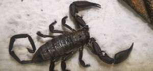 На одном из пляжей Днепра местные заметили скального скорпиона