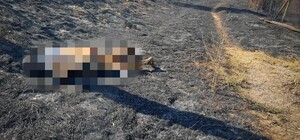 В Одесской области горели сухая трава и дачные постройки: погибла женщина