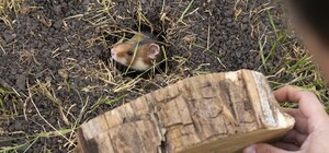 В Одесской области выпустили в степь более полусотни хомяков: видео