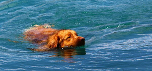 Пытался утопить: мужчину из Одессы будут судить за попытку убить собаку