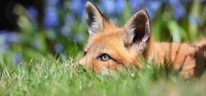 Жителей Чугуевского района просят быть осторожными: в Печенегах обнаружили бешеную лису