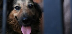 Стало известно, что сейчас с собакой, которая два дня ждала хозяина на руинах в Киеве, но его нашли погибшим