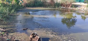 Замор рыбы и смрад в водоеме в Одесской области: что показали анализы
